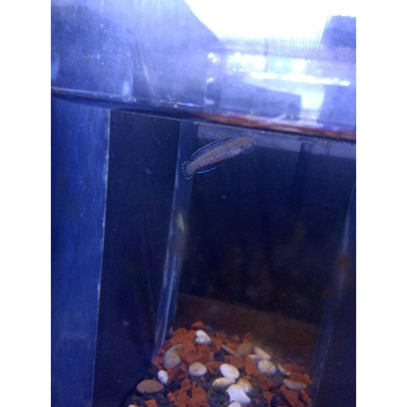 Chana andrao Channa 4cm  up Single Tank (progres) makan pelet