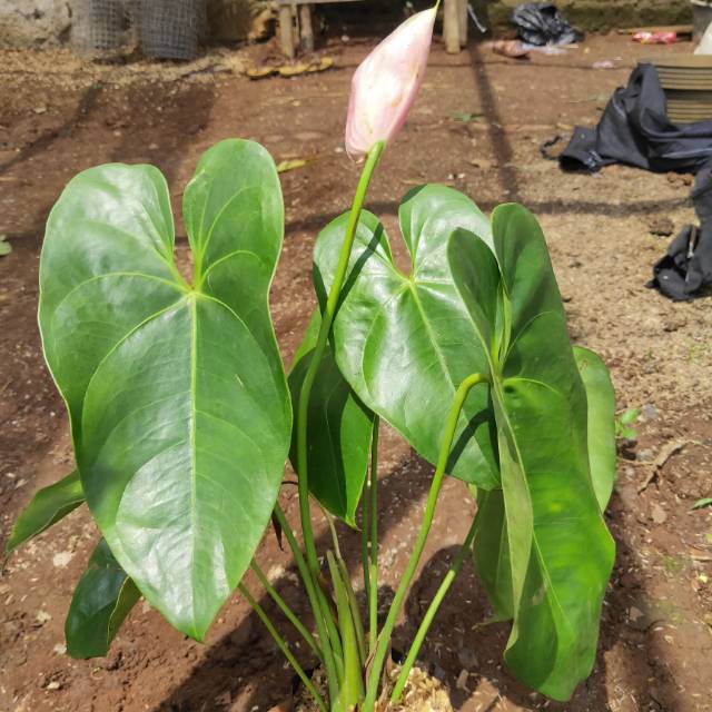 Anthurium bunga merah Giant - anthurium bunga - anthurium Mickey mouse - anthurium Giant - anthurium