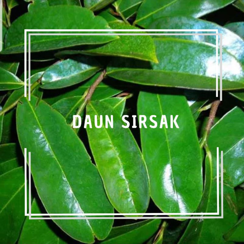 

Daun Sirsak 200 Gram