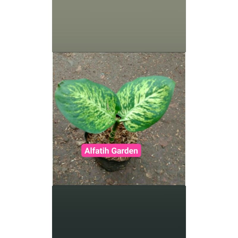 PROMO// Tanaman hias blanceng anggun ayu-Tanaman hias -Blanceng anggun ayu-PROMO blanceng-Anggun ayu