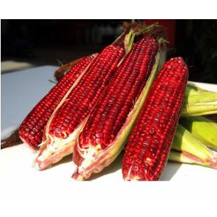 Benih Jagung Merah / Bibit Jagung Ketan Merah