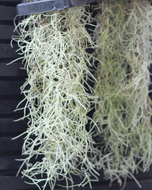 Tanaman Hias Spanish Moss tillandsia jenggot nabi - jenggot dewa