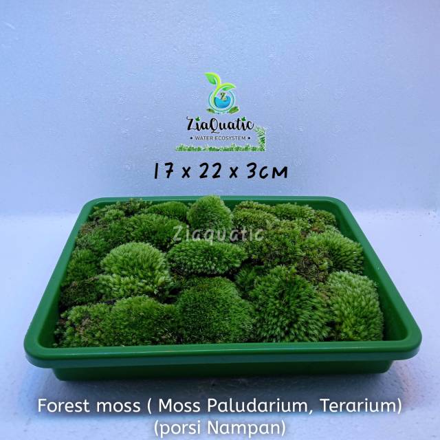 Tanaman Paludarium Moss Forest Moss (Moss Paludarium, terarium) - Porsi Nampan