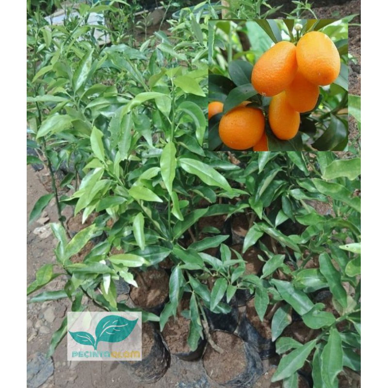 Bibit pohon jeruk nagami / Tanaman buah jeruk nagami