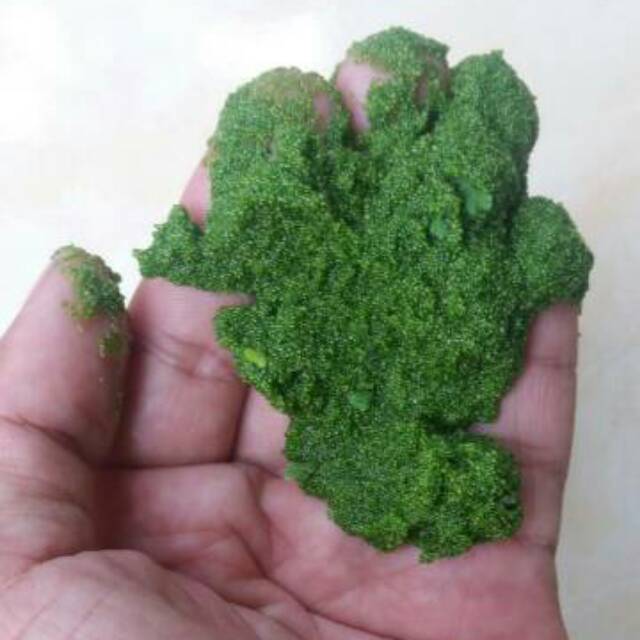 Wolffia kualitas super 100gram pakan ternak ikan hias Wolffia kualitas super 100gram pakan ternak ikan hias