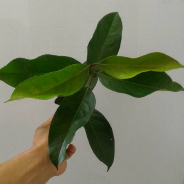 

Daun Salam / Bay Leaves Organik Bumbu Dapur / Obat Herbal Asam Urat, Kolesterol, Diabetes, Maag