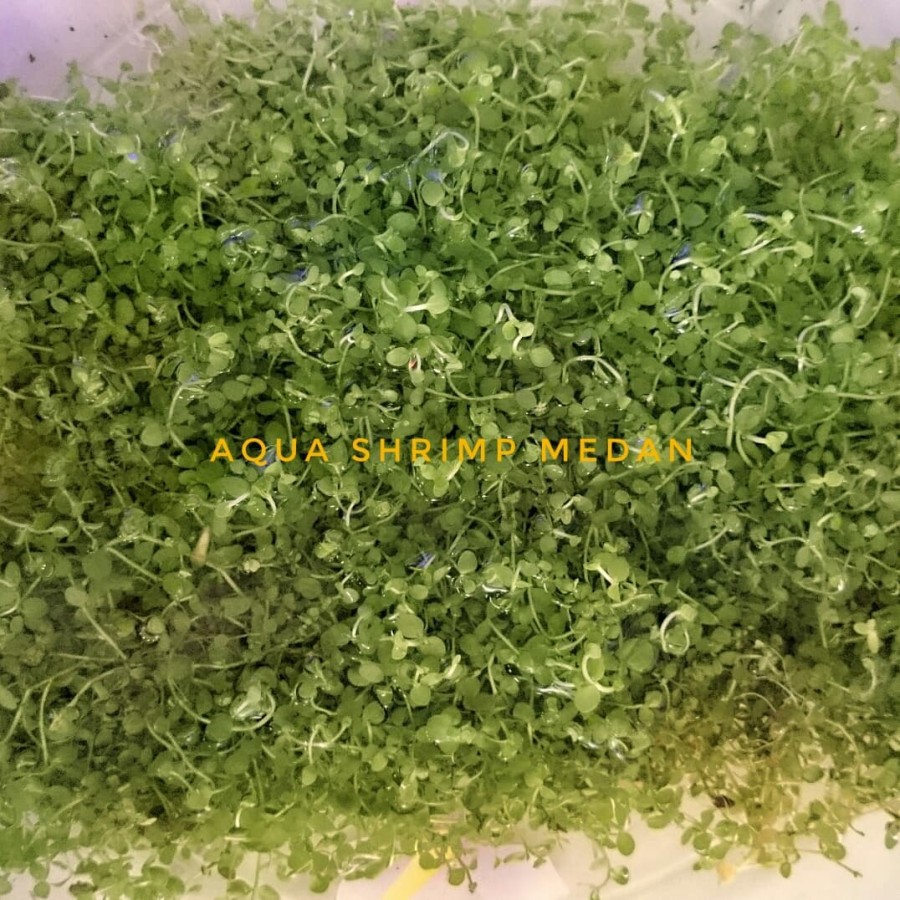 Tanaman Aquascape Monte Carlo