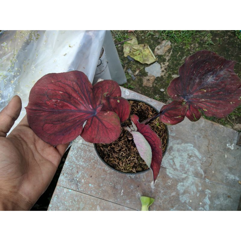 paket biji keladi hybrid kebun mas isinan kode a11 isi 40 butir