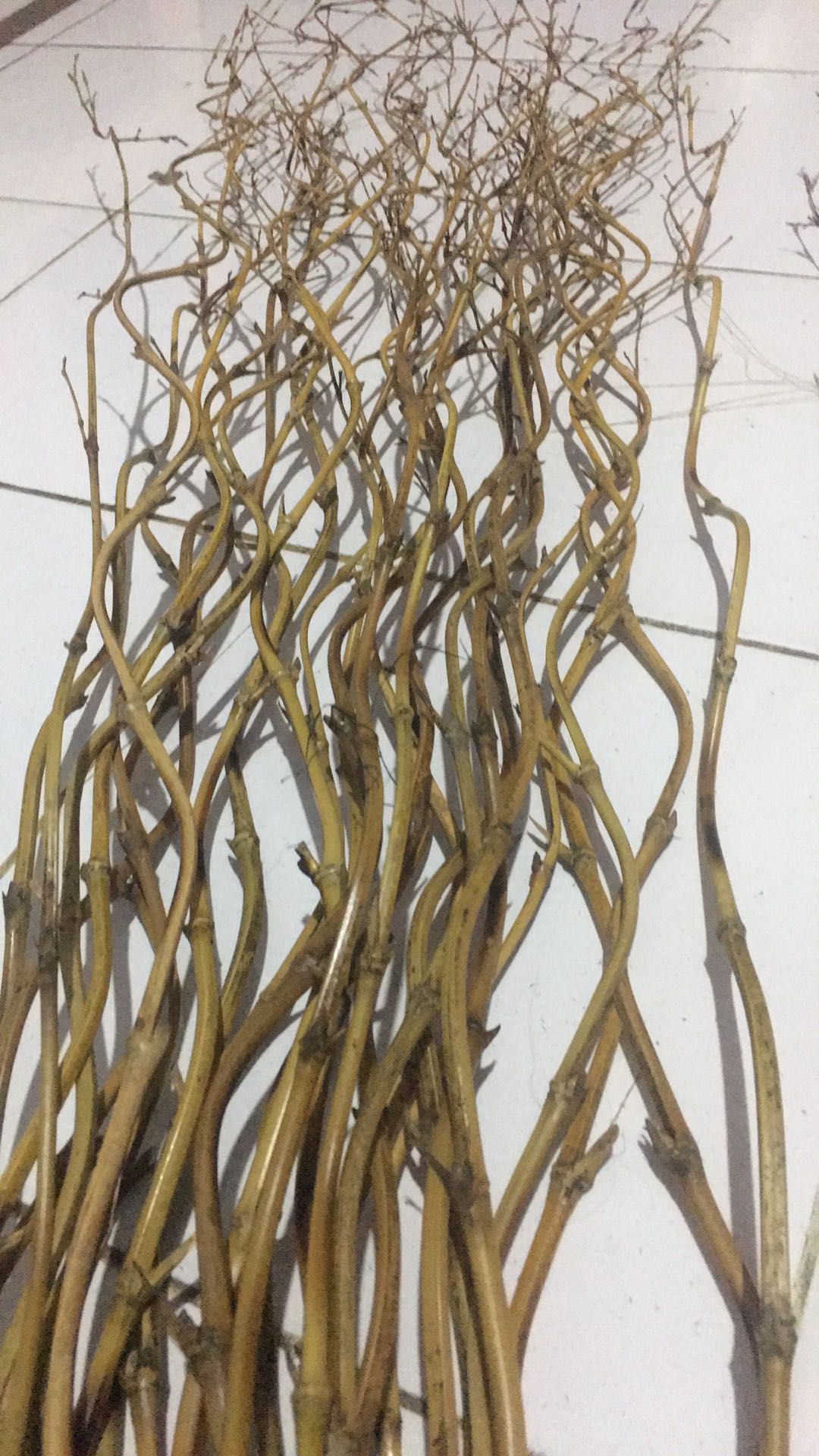 1 Btg Bambu Ulir Polos Natural 200cm (min Order 15 Btg Bisa Mix)