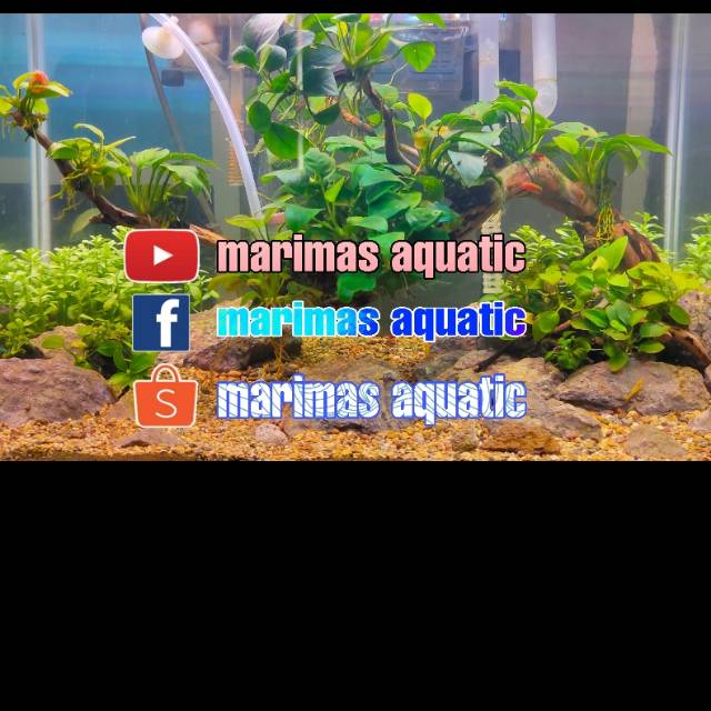marimas_aquatic
