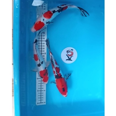 Paket 3 ekor ikan koi Doitsu size 21-23cm (AB-01)