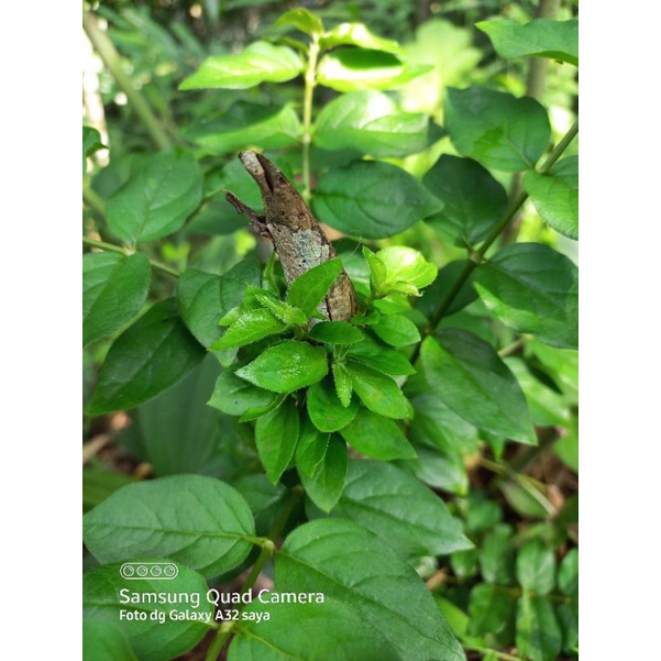 

daun cincau rambat segar 300 gram+bonus daun cincau hijau