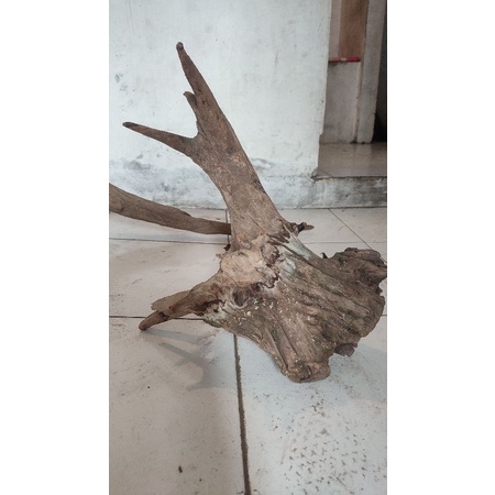 Kayu santigi laut / santigi karang kayu tenggelam kayu aquascape