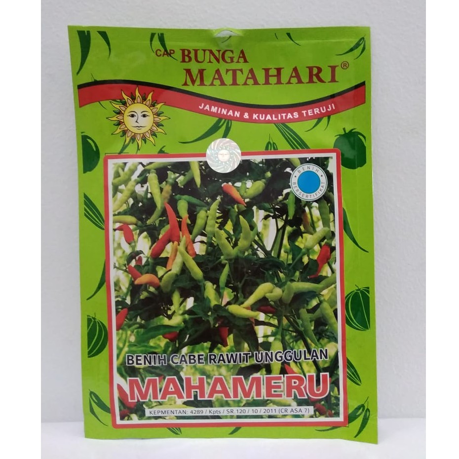 Benih / Bibit Cabe Rawit Putih Mahameru Matahari @ 10 Gram