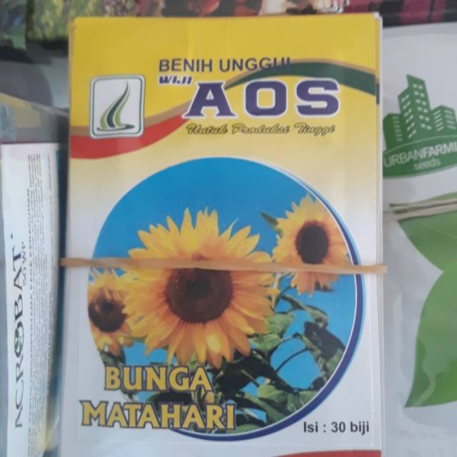 Benih Bunga Matahari