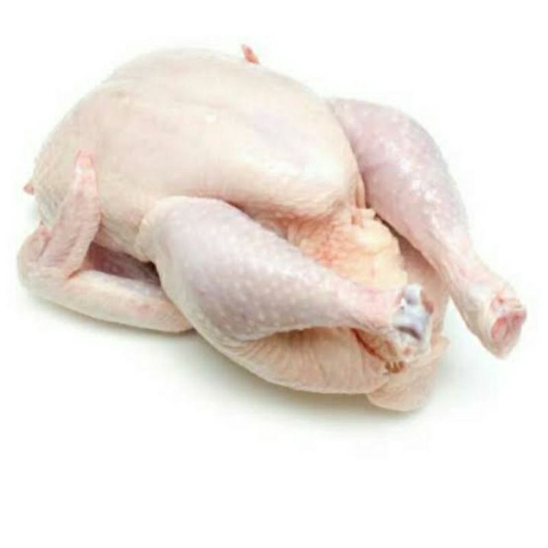 

ayam potong/broiler