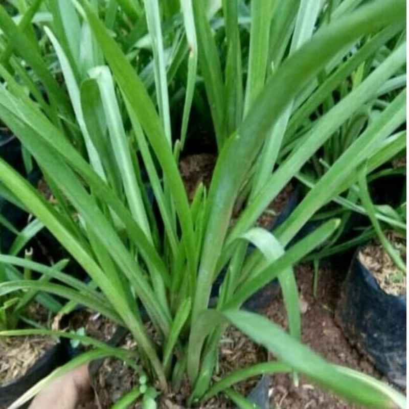 Bibit bunga sedap malam wangi