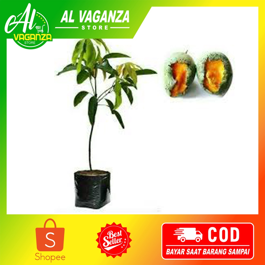 Bibit buah mangga manalagi hasil okulasi