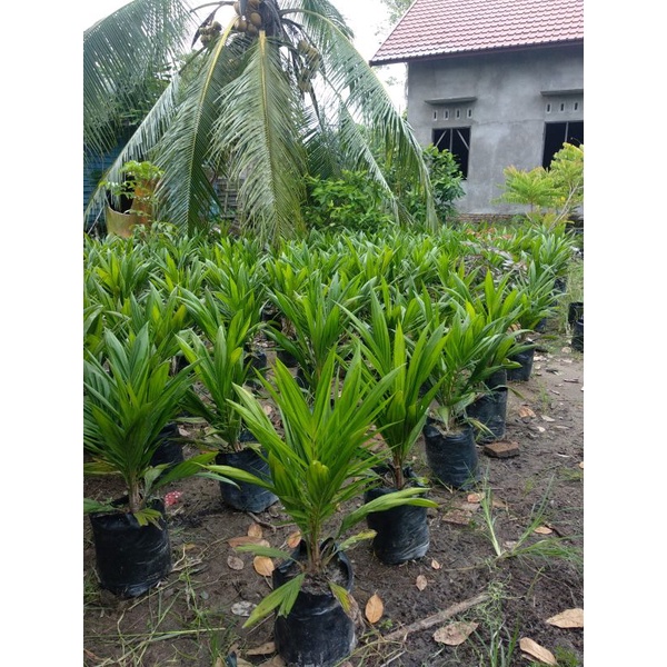 

jualsawit