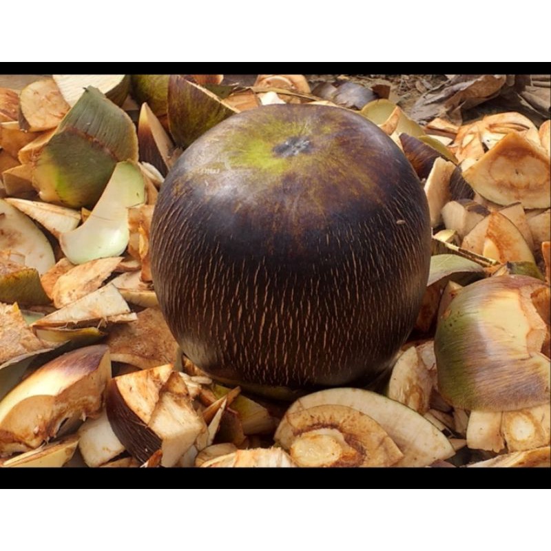 

Buah Lontar Utuh/Siwalan