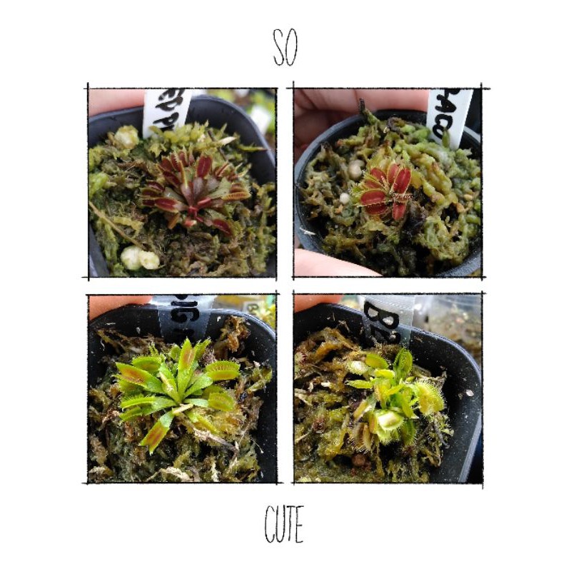 Paket Venus Fly Trap Red Piranha B52 Draco dan Big Mouth Venus FlyTrap