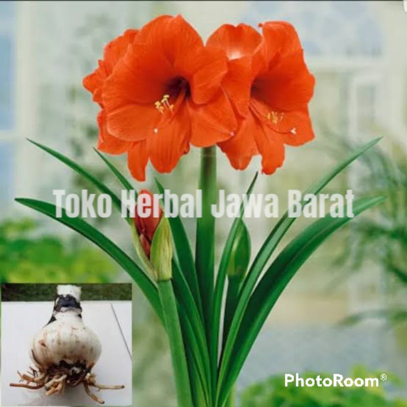 bibit umbi amarilis/umbi bunga amarilis