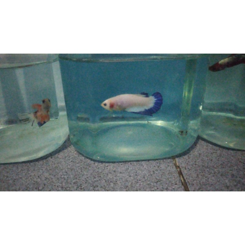 ikan cupang BR (blue rim) top grade jaminan
