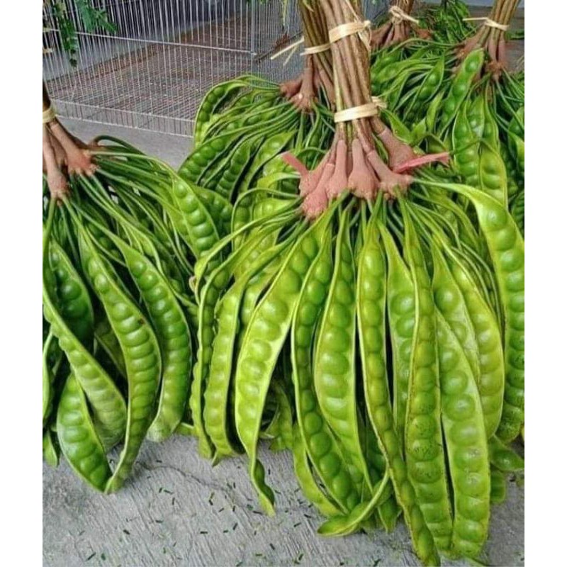 bibit pete/petai okulasi