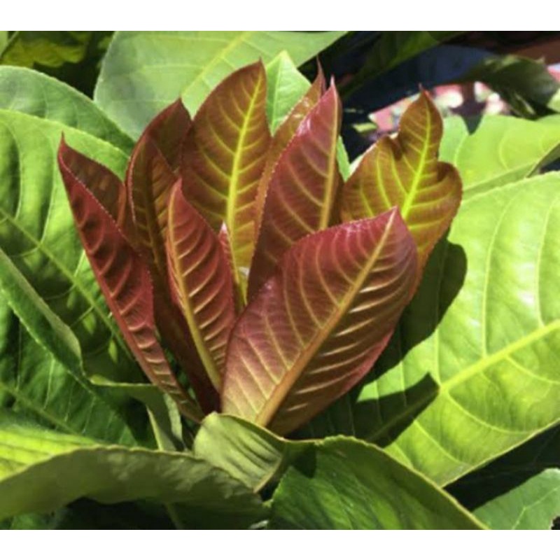 

Terbaru jual daun Putat fress 1 Kg