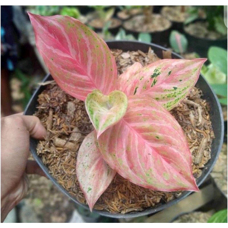 bibit aglonema bidadari ukuran anakan/baby termurah