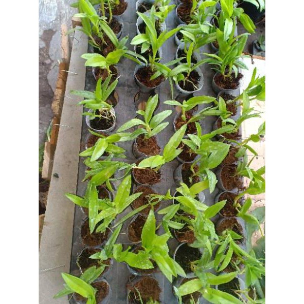 Belanja disini anggrek seedling dendrobium leporinum x⋇❈⋇❈