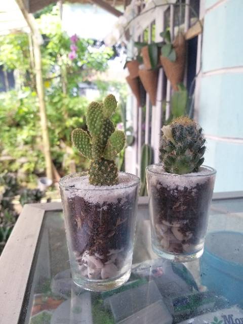 Terrarium Murah Terraglass Kaktus Hidup Bukan Tanaman Imitasi