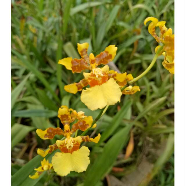 Paling Keren 15 Gambar Anggrek  Oncidium  Gambar Bunga  HD