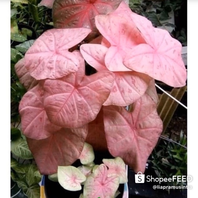 Caladium Keladi Hias Sexy Pink Shopee Indonesia