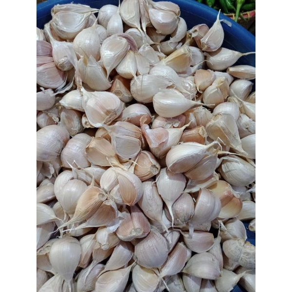 

Bawang Putih cutting tanpa bonggol