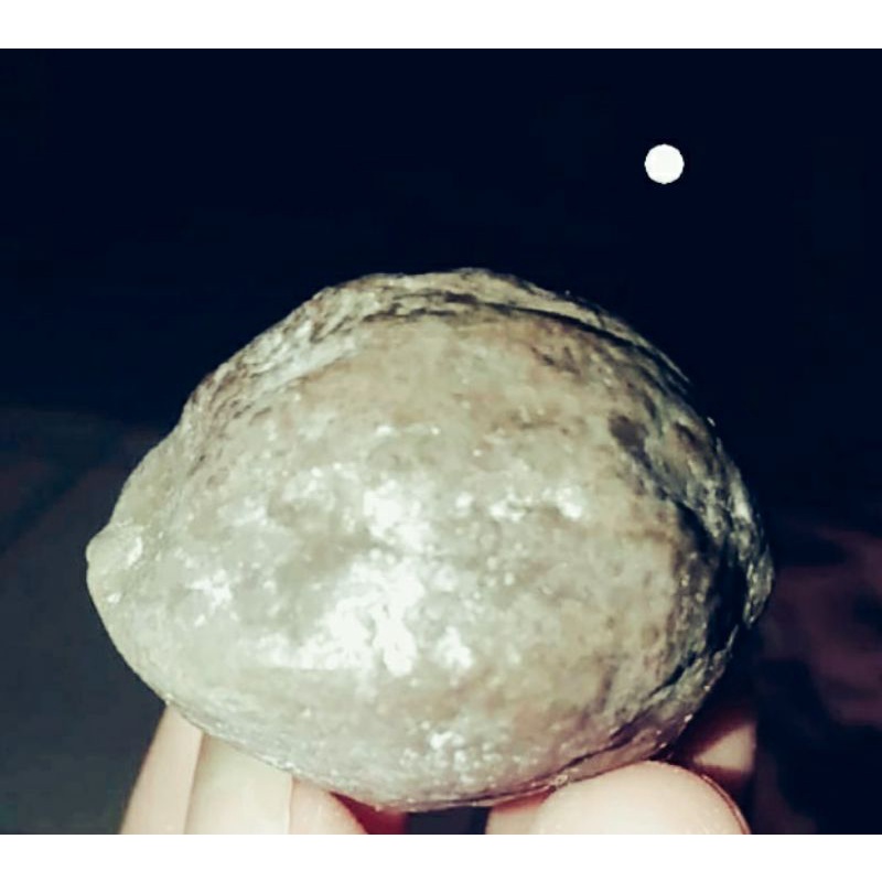 muncang adu jalim ori batok tebal