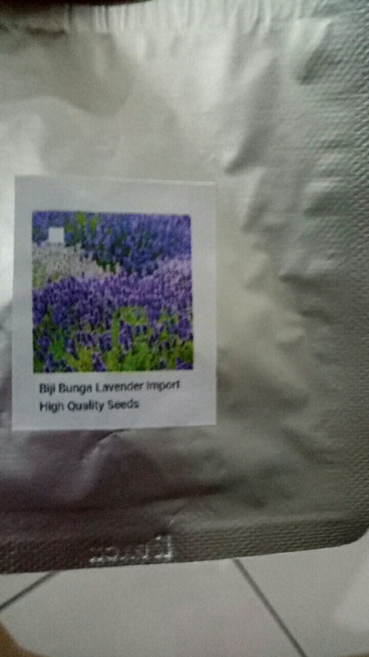 Biji Bunga Lavender Import High Quality Seeds