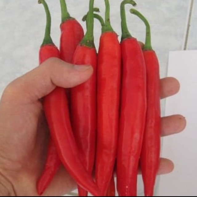 Cabe merah besar cabai teropong 25 biji  Shopee Indonesia