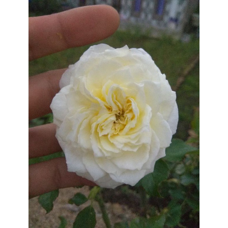 Mawar import Patient Bunga besar