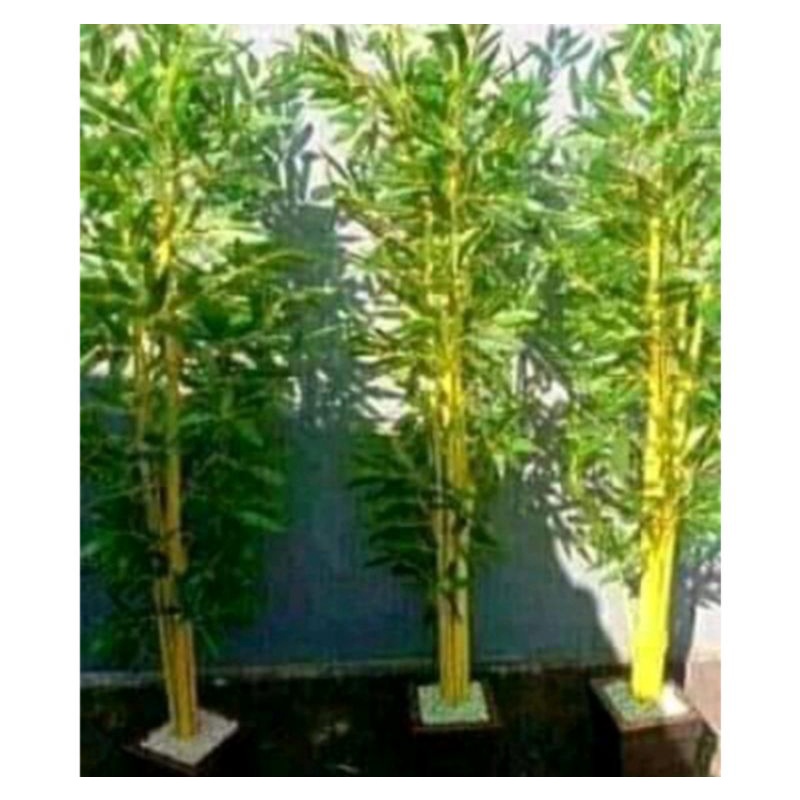 Zico Stored Bibit Tanaman Pohon Pring Kuning/ Pring Penangkal/