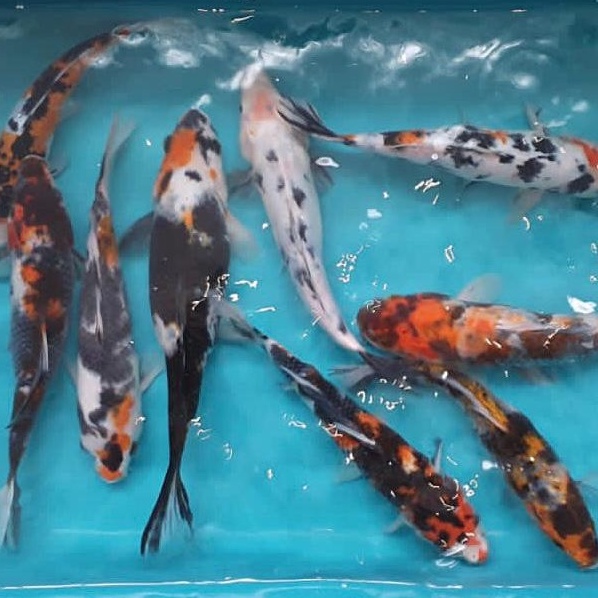 Ikan Koi Showa Blitar 26-30cm Grade B (Pilih Acak)