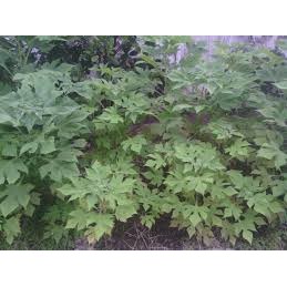 

Daun Insulin Segar By As