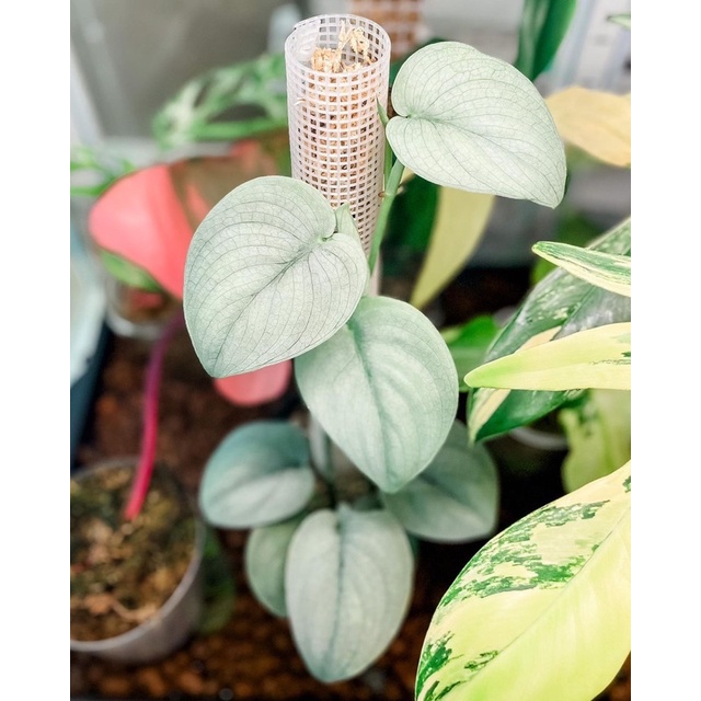 scindapsus silver hero