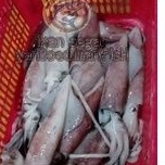 

cumi size 8-12