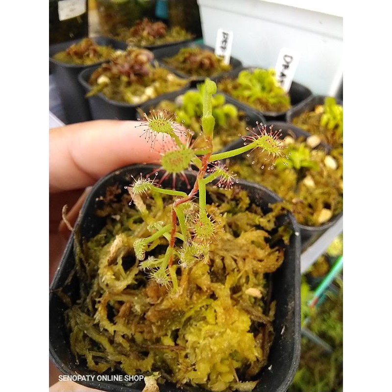 Drosera Madagascariensis Drosera Madagascar