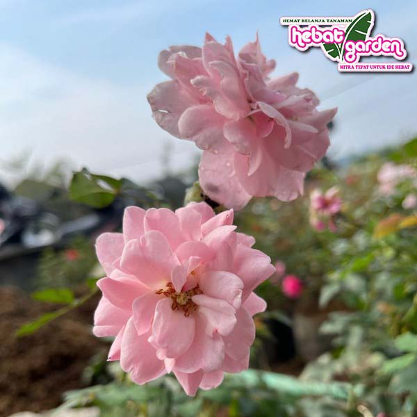 Tanaman Hias Bunga MAWAR import Rosario Outdoor - Hebat Store
