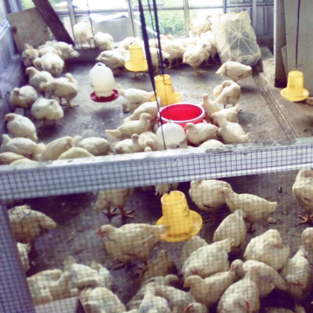 

Ayam broiler segar