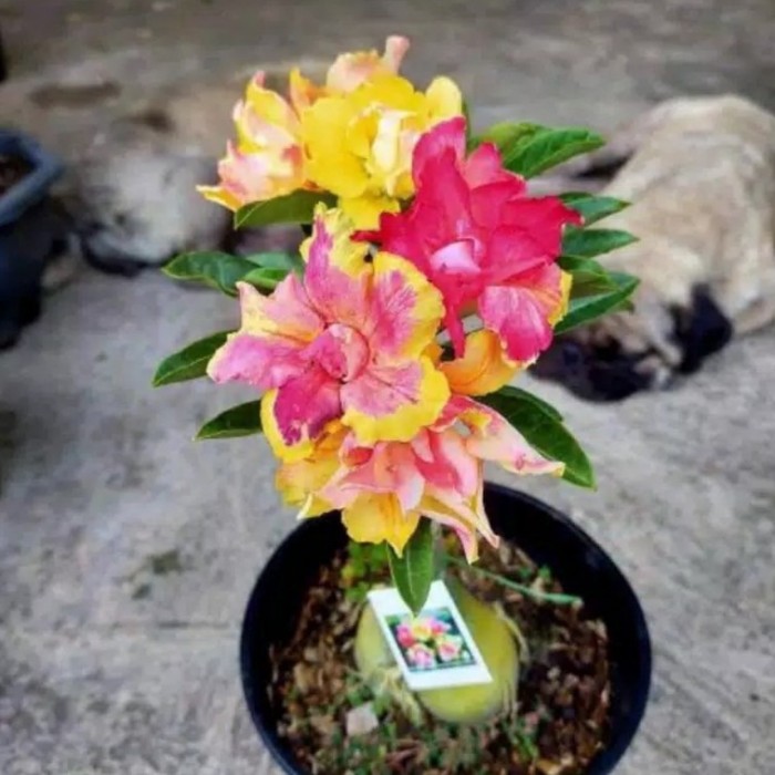 promo!! tanaman hias adenium tumpuk dewasa - Tri Collection Shop