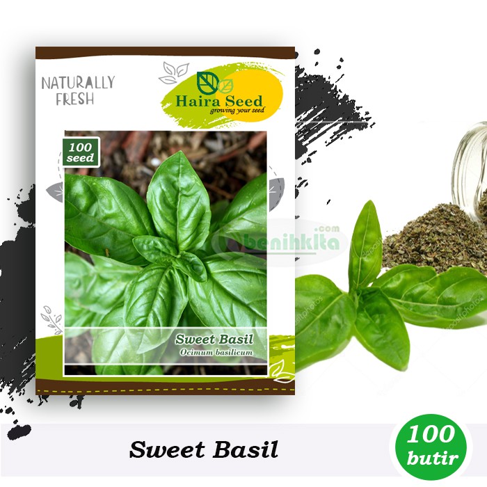 Benih-Bibit Herb Sweet Basil (Haira Seed)