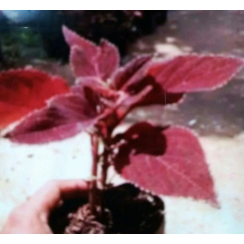 pohon daun miana merah herbal